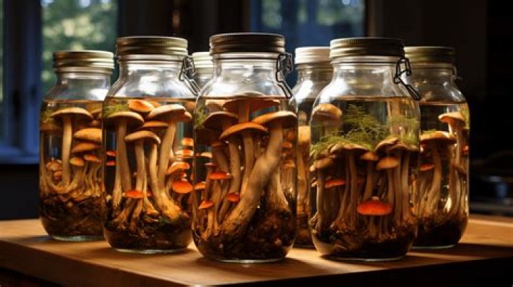 How to preserve mushrooms for display