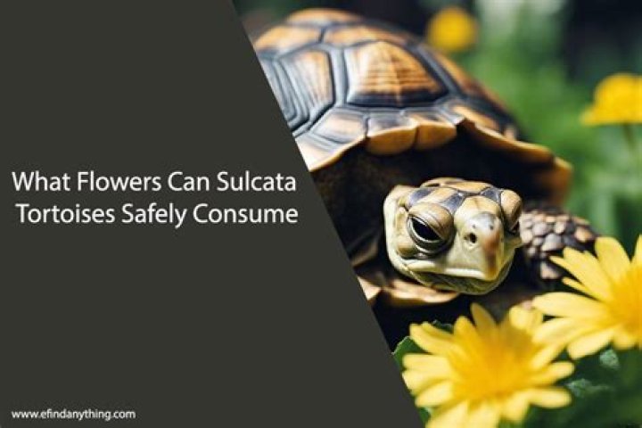 What can sulcata tortoises eat