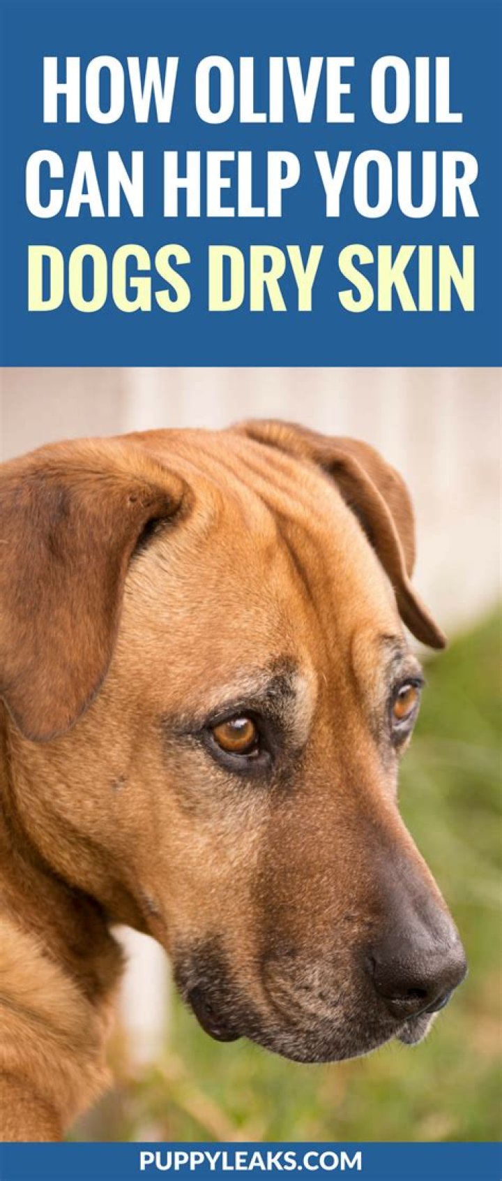 What helps dogs dry skin