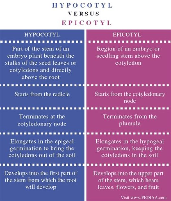 What is the Difference Between Hypocotyl and Epicotyl