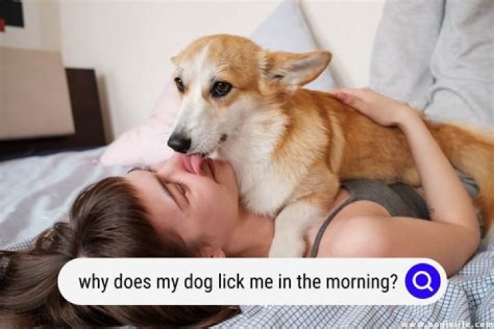Why does my dog attack me when im under a blanket